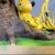 Franquin - Le Marsupilami - Serre livres - Leblon Delienne - 2001 – Image 5